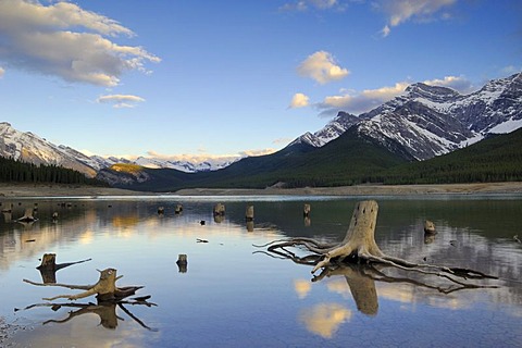 Tree trunks with exposed roots in the shallow waters of Spray Lakes, south of Canmore, Alberta, Canada