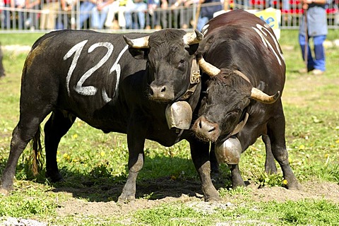 Combat of queens, Swiss cow fighting, cow fighting arena Aproz, Valais, Switzerland