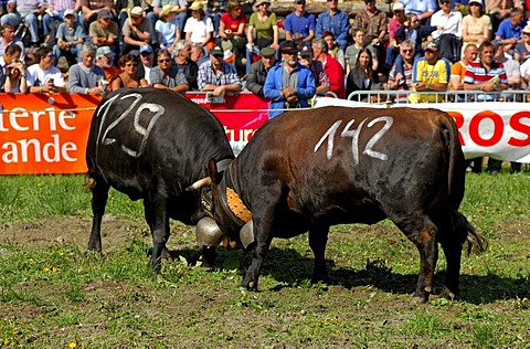 Combat of queens, Swiss cow fighting, cow fighting arena Aproz, Valais, Switzerland