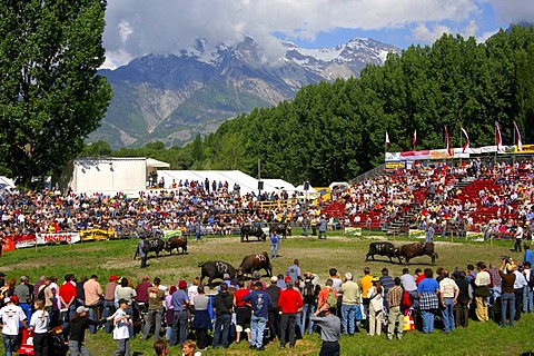 Swiss cow fighting, cow fighting arena Aproz, Valais, Switzerland