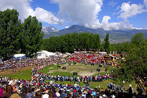 Swiss cow fighting, cow fighting arena Aproz, Valais, Switzerland