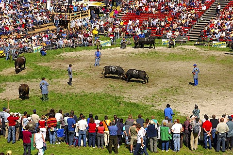 Swiss cow fighting, cow fighting arena Aproz, Valais, Switzerland