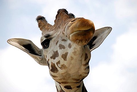 giraffe