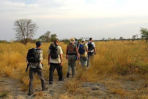 Stalking in the African savannah, Botswana