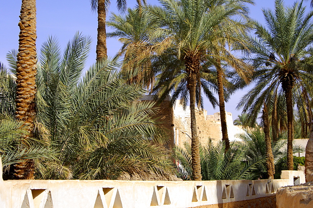 Palm grove in the oasis of Ghadames Libya