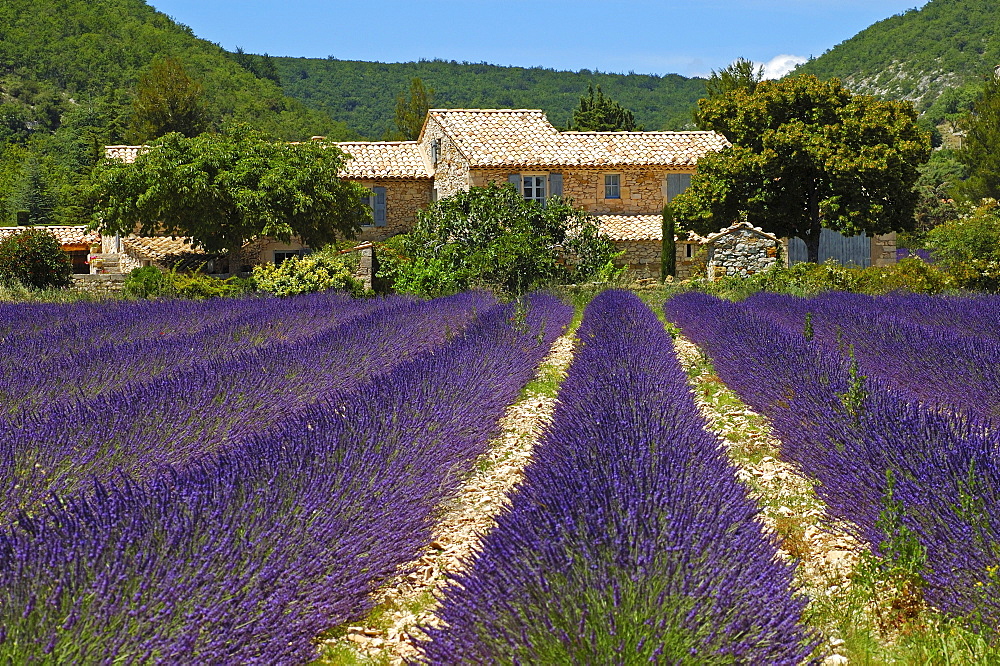 Lavender field in Provence, France