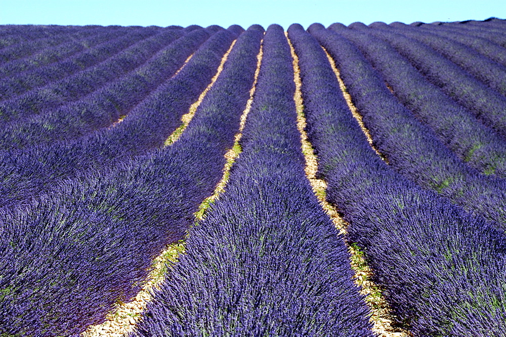 Lavender field (Lavandula angustifolia), Plateau de Valensole, Provence, France