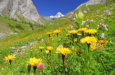 Flower meadow in front of the peak of the Grossglockner, National Park Hohe Tauern, Tyrol, Austria