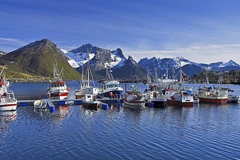 Fishing boats at the jetty, port of Austvagoy, Lofoten, Norway, Scandinavia, Europe