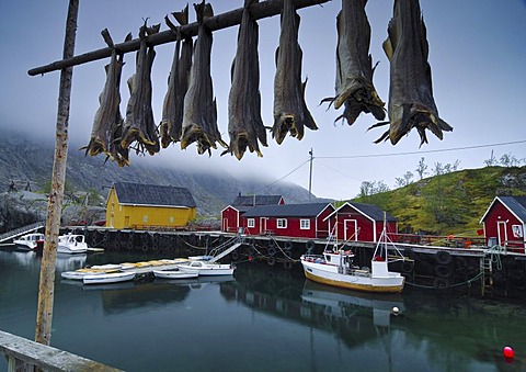 Drying of cod, Lofoten, Norway, Scandinavia, Europe