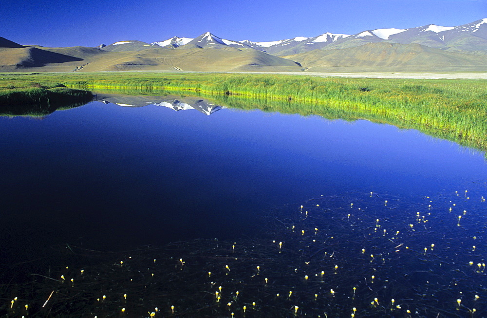 Lake Kar Tso, grassy plateau and snow-covered peaks, elevation of over 4900 metres, Himalayas, Ladakh, India