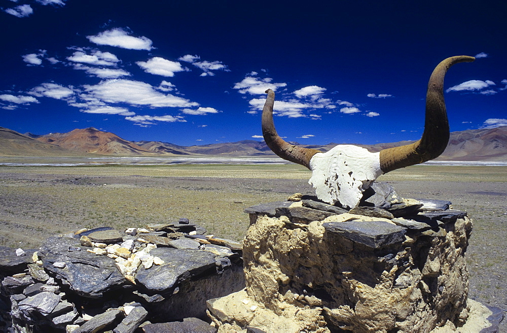 Mani inscriptions on a yak skull, Himalayas, Ladakh, India