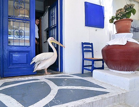 Pelican, tourist attraction in Mykonos City, standing in front of an open blue door with a man looking out, Mykonos, Cyclades, Greece, Europe