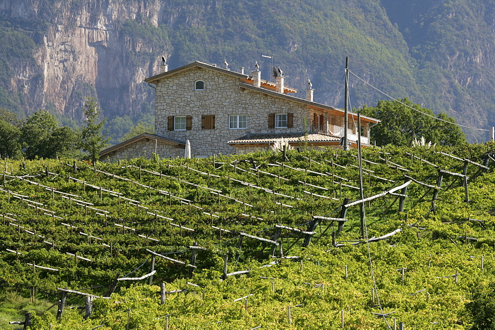 House in the vineyard, South Tyrol, Italy