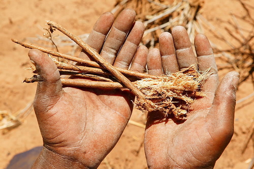 Traditional healer displaying various medicinal plants, Sehitwa, Botswana, Africa