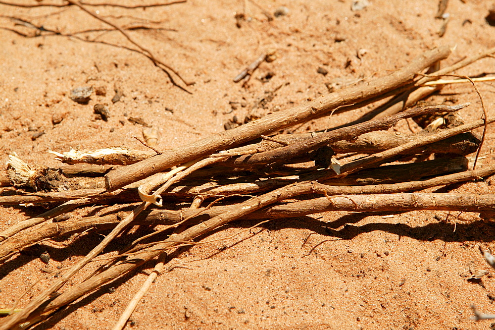 Various medicinal plants of a traditional healer, Sehitwa, Botswana, Africa