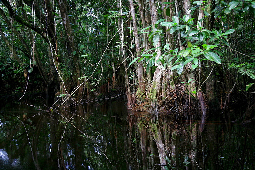 Riverside landscape, Kamuni river in the Guayana rainforest, South America