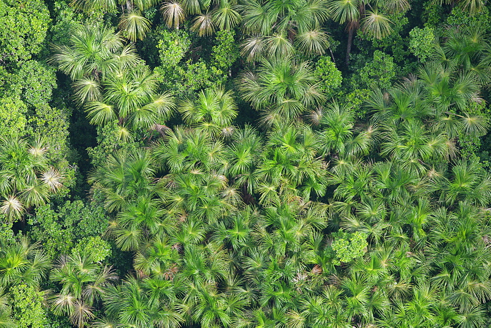 Aerial view of a coconut plantation in the rainforest, Guyana, South America