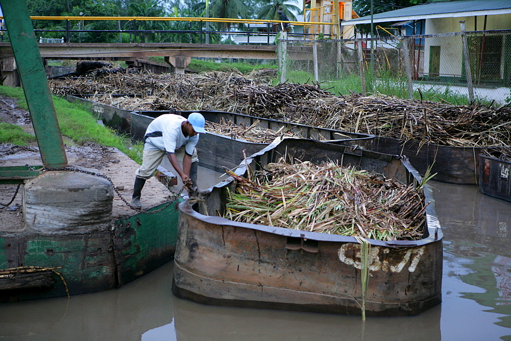 Barges used for the transportation of sugar cane, Demerara Province, Guyana, South America