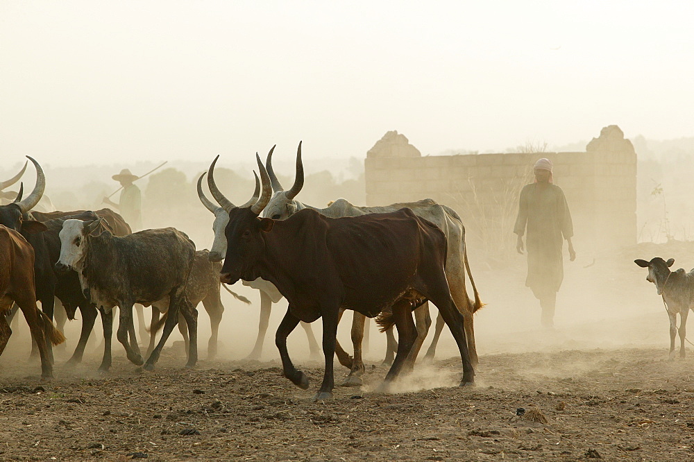 Herd of Zebus (Bos primigenius indicus), Garoua, Cameroon, Africa