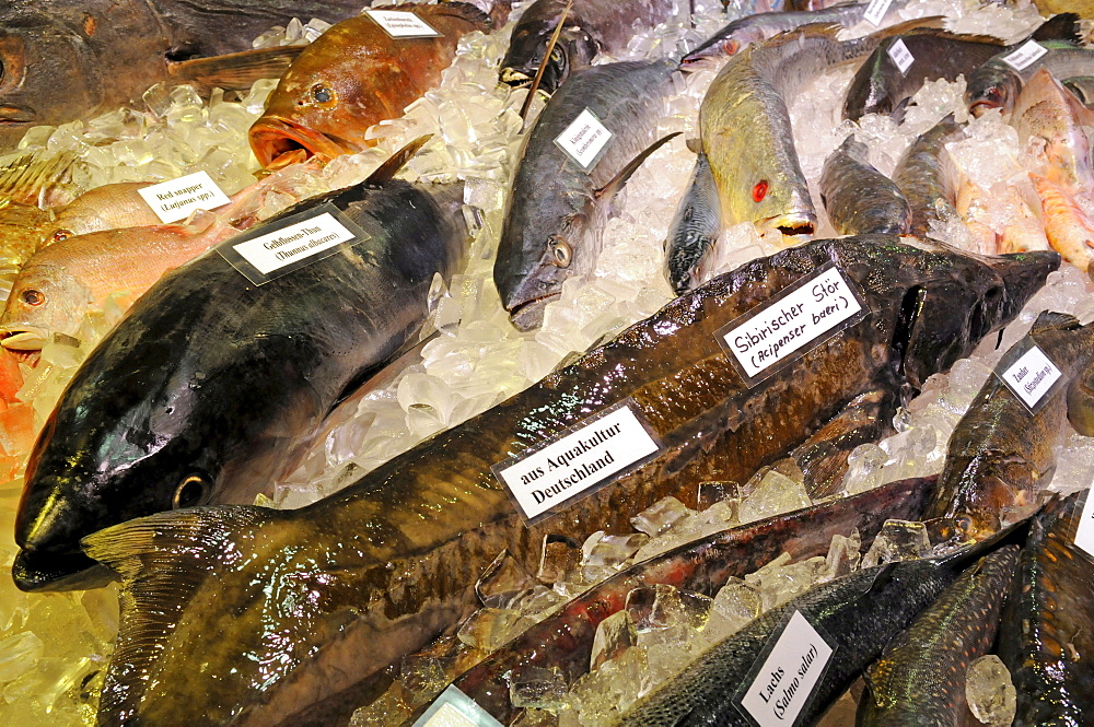 Different kinds of sea fish on the fair "Gruene Woche" in Berlin