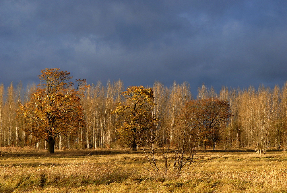 Dark thunderclouds looming over autumn landscape, colourful trees at the edge of a forest, Karower Teiche Nature Reserve, Berlin, Germany