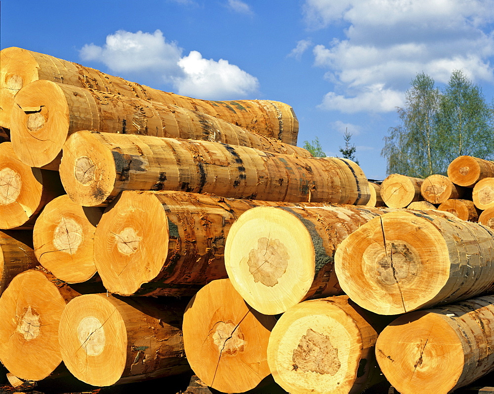 Stacked logs, lumber industry