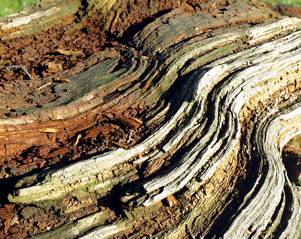 Rotted trunk, weathered bark, detail shot