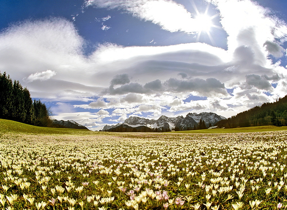 Meadow filled with crocuses (Crocus), foehn, lenticular clouds near Gerold, Wetterstein Range, Upper Bavaria, Bavaria, Germany