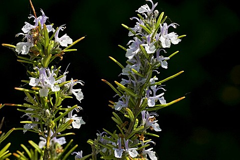 Flowering rosemary (Rosmarinus officinalis)