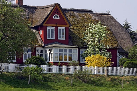 Old frisian house with thatched roof , Steenodde, Amrum, North Friesland, Schleswig-Holstein, Germany, Europe