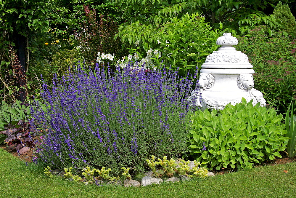 English lavender in a garden (Lavandula angustifolia)