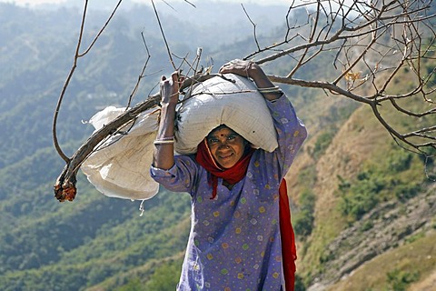 Indo-German-Changar-Eco-Development-Project, Ms Jalang with firewood and rice on the project area, Palampur, Himachal Pradesh, India