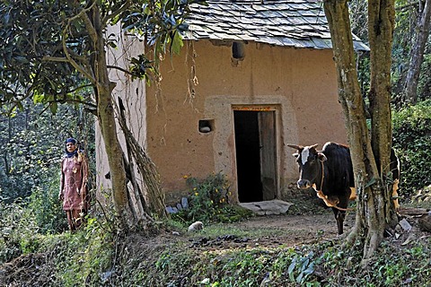 Indo-German-Changar-Eco-Development-Project, Gardiara at her house near Dhandol, Palampur, Himachal Pradesh, India