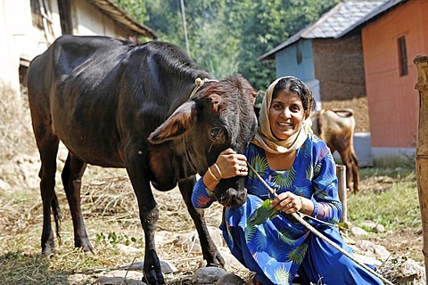 Indo-German-Changar-Eco-Development-Project, Annu Methe showing her cow in Gadjara, Palampur, Himachal Pradesh, India