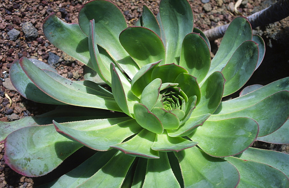 Aeonium species, endemic, typical plant on the island, La Palma, Canary Islands, Spain