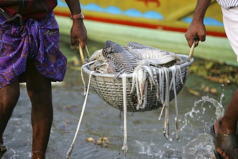 Fishermen returning with their catch, Fort Cochin, Kerala, India