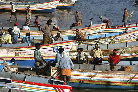 IND, India, Kerala, Trivandrum : Fishing village Vizhnijam, south of Trivandrum. Base for many fishermen and their boats. Fish market. |