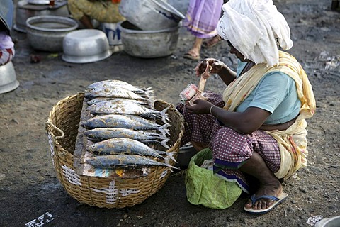 IND, India, Kerala, Trivandrum : Fishing village Vizhnijam, south of Trivandrum. Base for many fishermen and their boats. Fish market. |