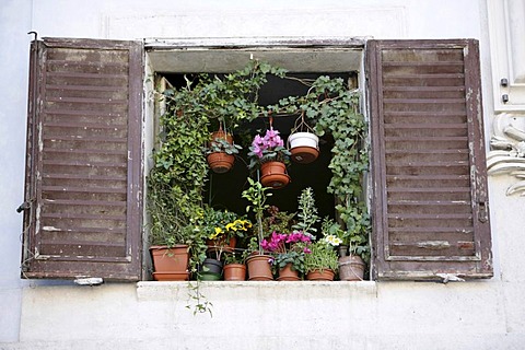 ITA, Italy, Rome : Window, flowers. |