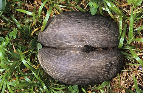 SYC, Seychelles, Praslin : Coco de Mer coconut, . VAllee de Mai National Park. |