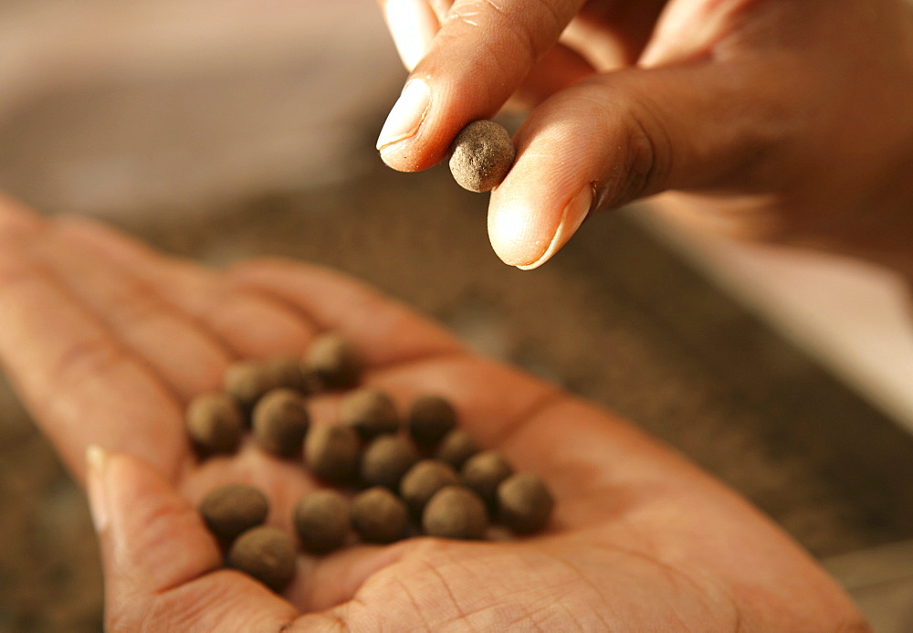 Medicines produced at in-house factory Soma Herbals, Somatheeram Ayurveda Resort, traditional Ayurvedic medicine spa resort, Trivandrum, Kerala, India, Asia