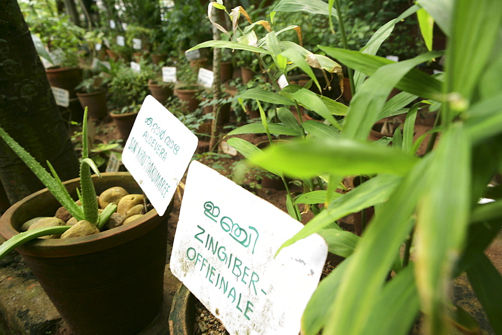 Herb garden, Somatheeram Ayurveda Resort, traditional Ayurvedic medicine spa resort, Trivandrum, Kerala, India, Asia