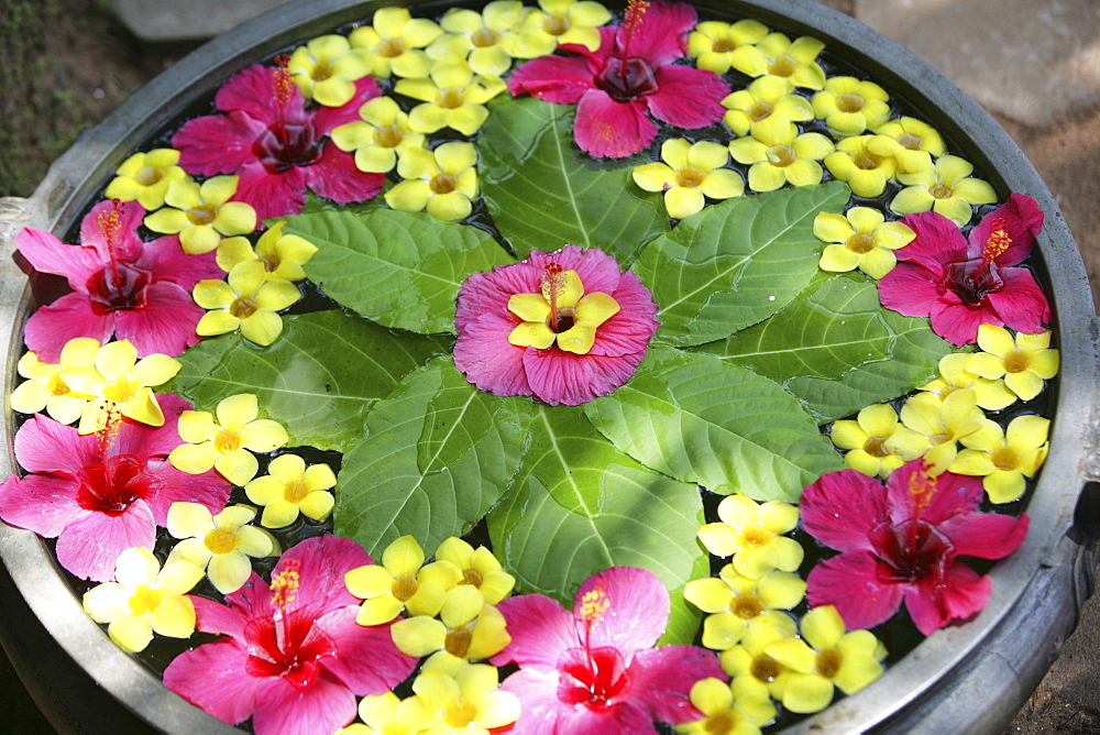 Floral arrangement floating in water, Somatheeram Ayurveda Resort, traditional Ayurvedic medicine spa resort, Trivandrum, Kerala, India, Asia