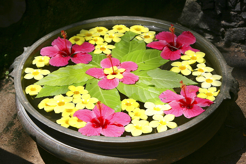 Floral arrangement floating in water, Somatheeram Ayurveda Resort, traditional Ayurvedic medicine spa resort, Trivandrum, Kerala, India, Asia