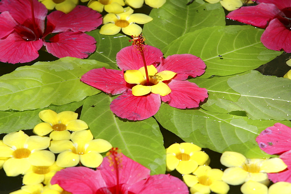 Floral arrangement floating in water, Somatheeram Ayurveda Resort, traditional Ayurvedic medicine spa resort, Trivandrum, Kerala, India, Asia