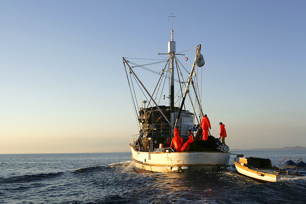 Sardine fishing boat "Jastreb, " based in Kali on Ugljan Island, at a fishing site off of Pag Island in the Adriatic, Croatia, Europe