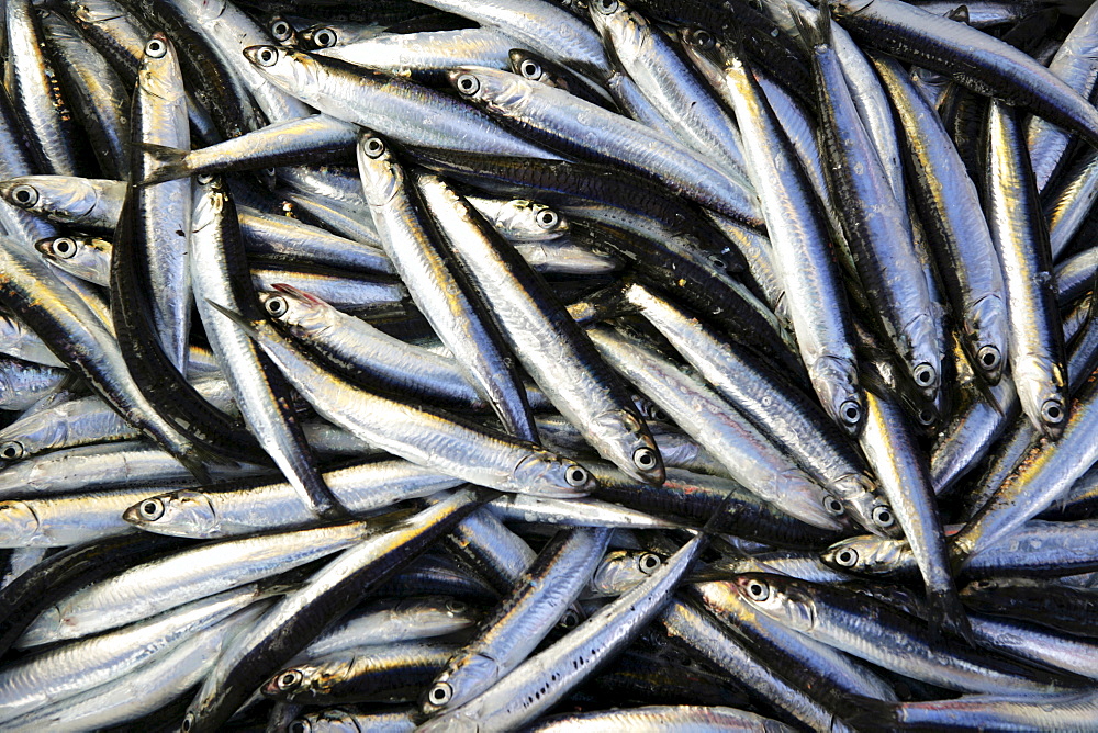 The day's haul on sardine fishing boat "Jastreb, " based in Kali on Ugljan Island, at a fishing site off of Pag Island in the Adriatic, Croatia, Europe