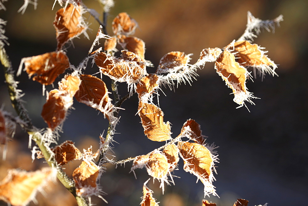 Ice crystals, frost-covered leaves in Germany, Europe