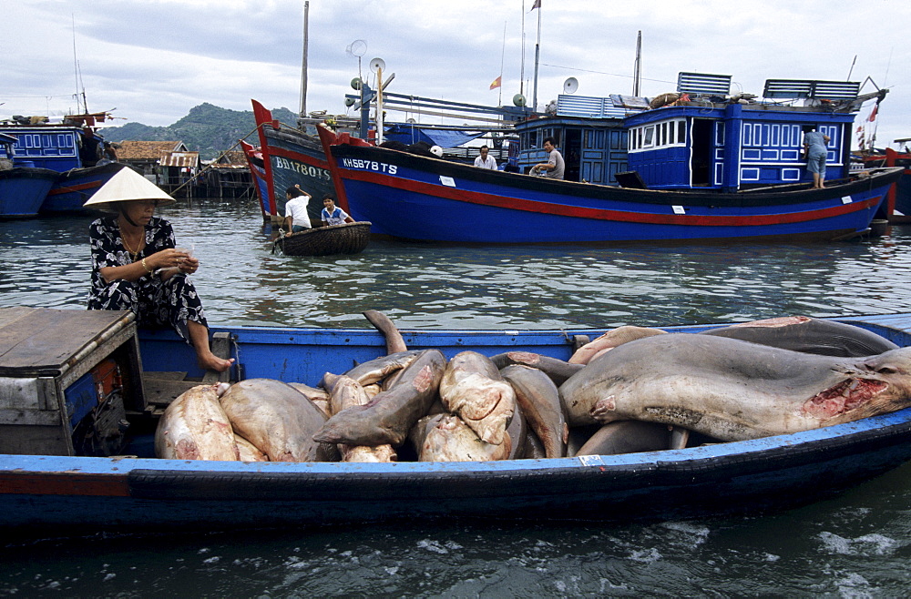 Fishing harbour on the Song Cai River, Nha Trang, Khanh Hoa Province, South Central Coast, Vietnam, Asia